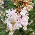 Abelia × grandiflora (Rovelli ex André) RehderBlüte