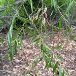 Salix nigra Leaf