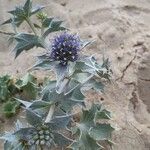 Eryngium maritimumBlüte