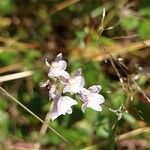 Linaria repens花