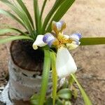 Neomarica northiana Flor