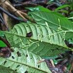 Bertiera batesii Blatt