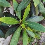 Myoporum laetumLeaf