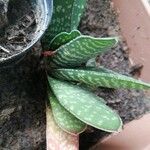 Gasteria excelsa Hostoa