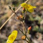 Linum volkensii Квітка