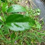 Hibiscus schizopetalus Leaf