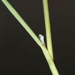 Antinoria agrostidea 樹皮