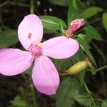 Arthrostemma ciliatum Bloem