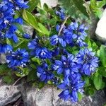 Polygala alpina Fleur