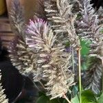 Ptilotus extenuatus Hoja