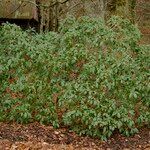 Rhododendron campanulatum Hábitos