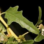 Atriplex tatarica Escorça