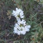 Triteleia hyacinthina Flor