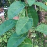 Gmelina philippensis Liść