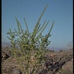 Amaranthus palmeri 形態