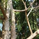 Ficus variegata ശീലം