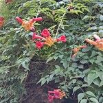 Campsis radicans花