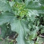 Chenopodium bonus-henricus Leaf