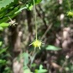 Pavonia sepium Fruit