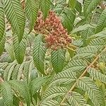 Sorbaria sorbifolia Fula