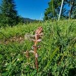 Orobanche minor Hábito