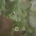 Trichomanes erosum Folha
