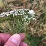 Selinum carvifolium Flower