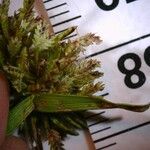 Cyperus fuscus Frucht