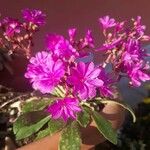 Lewisia longipetala ᱵᱟᱦᱟ