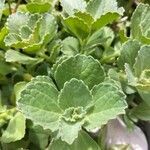 Coleus caninus Leaf