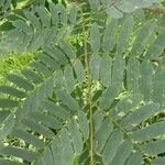 Albizia lebbeck Foglia