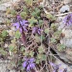 Coleus neochilus Habit