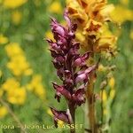 Anacamptis coriophora Flor