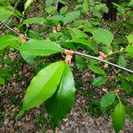 Prunus serotina Blad