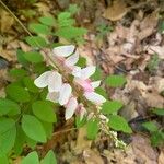 Indigofera decora Flor