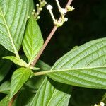 Gonzalagunia panamensis Leaf