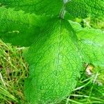 Mentha × villosa Hoja
