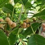 Ficus virens ഫലം