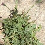 Volutaria tubuliflora Hábito