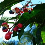 Paullinia elegans Fruit