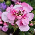 Diascia rigescens Květ