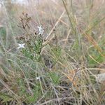 Stenaria nigricans Habit