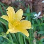 Hemerocallis minor Цвят