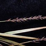 Carex esenbeckii Фрукт