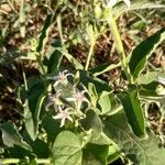 Oxypetalum solanoides Flor