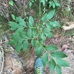 Vaccinium pallidum Leaf