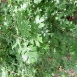 Quercus lobata Hoja