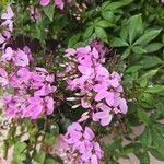 Cleome houtteana Flower