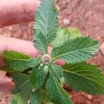 Centratherum punctatum Folla