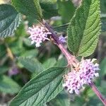 Lippia alba Leaf